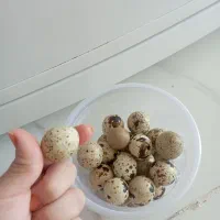 تخم بلدرچین محلی|خوردنی و آشامیدنی|پاوه, |دیوار