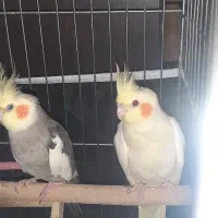 جوجه عروس هلندی رام ودستی|پرنده|کرج, شهرک بنفشه|دیوار