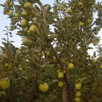 اجاره باغ سیب سرخ و سفید