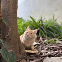 دنبال سرپرست برای بچه گربه سه ماهه|گربه|بابلسر, |دیوار