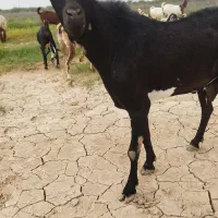 بز سلاله نر