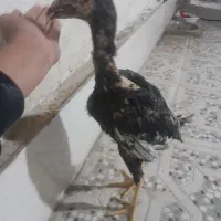 جوجه لاری|حیوانات مزرعه|سیرجان, |دیوار