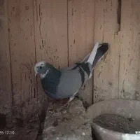 نرو ماده عالی