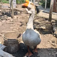 قوغاز مولد