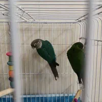 گرینچیک جفت نر و ماده رام دستی کلام دار