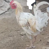 دو عدد خروس دورگ لاری بزرگ و چاق برای داشت و کشت|حیوانات مزرعه|وحدتیه, |دیوار