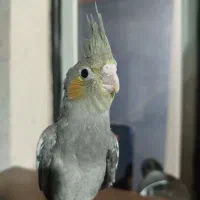 عروس هلندی رام|پرنده|هشتگرد, مدرس|دیوار