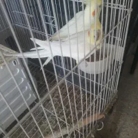 یک جفت عروس هلندی لوتینو بازیگوش|پرنده|ایلام, |دیوار