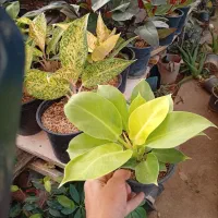 تولید گل و گیاه امیر|گل مصنوعی|مشهد, ویلاشهر|دیوار