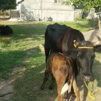 گاو باگوساله ماده
