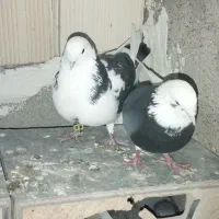 کبوتر تهرانی|پرنده|صوفیان, |دیوار