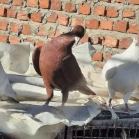 فروشی موقعیت خاش|پرنده|خاش, |دیوار