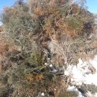 خرمن خارفروشی هست تربت جام