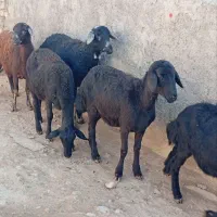 فروش۵راسبرهمادهشیشکقرهقزلافشاریلخت|حیوانات مزرعه|کنگاور, |دیوار