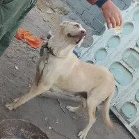 سگ ماده سرابی|سگ|کندوان, |دیوار