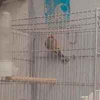 سهره نر قرص بخون|پرنده|تهران, تهرانپارس غربی|دیوار