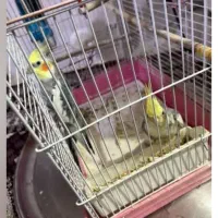 عروس هلندی نر ماده با قفس