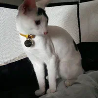 واگذاری گربه یک سال و هشت ماهه|گربه|نوشهر, |دیوار