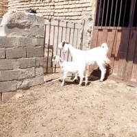 بز زایده جوان