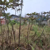 فروش زمین مسکونی ۴۱۰ متری سند تک برگ دور دیوار|فروش زمین و ملک کلنگی|سنگر, |دیوار