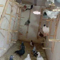 40عددکبوترهوایی