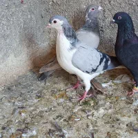 کفتر|پرنده|مشهد, شهید قربانی|دیوار