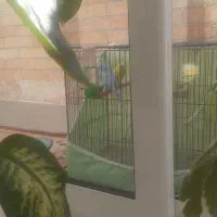 پرنده عشق|پرنده|شهرضا, |دیوار