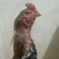 خروس ومرغ لاری|حیوانات مزرعه|قم, ولیعصر|دیوار