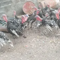 بوغلمون برنز ۶ ماهه|حیوانات مزرعه|جوادآباد, |دیوار