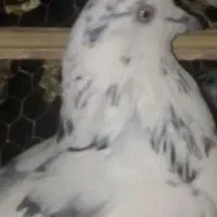 کبوتر  نر بلارو|پرنده|سراوان, |دیوار