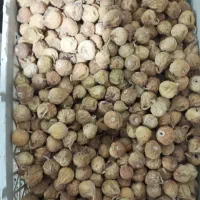 فروش انجیر استهبان