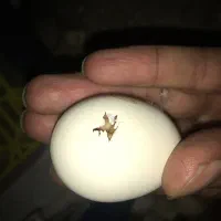 جوجه یک روزه