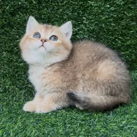 فروشگاه گربه های اصیل ( پرشین بریتیش اسکاتیش )|گربه|مشهد, سجاد شهر|دیوار