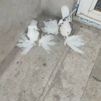کبوتر|پرنده|قم, چهل درخت‎|دیوار