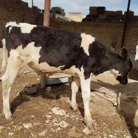 2راس گوساله از شیر باز شد 3راس گوساله شیری