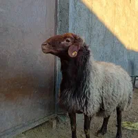 قوچ همو|حیوانات مزرعه|بزینه رود, |دیوار