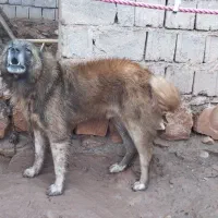 ماکو|سگ|ماکو, |دیوار