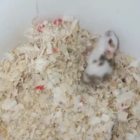 همستر|موش و خرگوش|اصفهان, بهارستان|دیوار