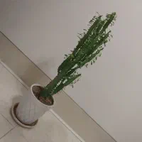 فروش چند گلدان گل
