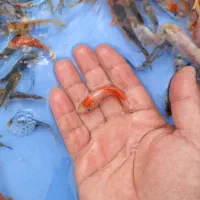 ماهی کوی ۲ و ۳ بندی چرم و باله