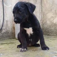 تولهسگ گریتدین اصیل فوقالعاده درشت و سالم