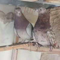 کبوتر|پرنده|تهران, افسریه شمالی|دیوار