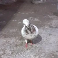 کفترسید دانه ۲۵۰