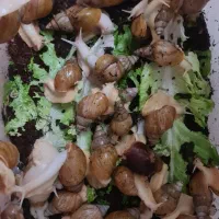 حلزون آچاتینا