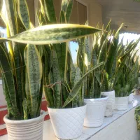 گل سانسوریای ابلق|گل و گیاه طبیعی|سنگر, |دیوار