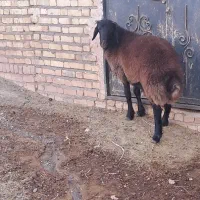 بره قوچ همو درجه یک|حیوانات مزرعه|تربتحیدریه, باغ سلطانی|دیوار