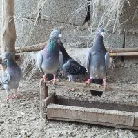 آلمانی جوانه با یک جفت جوجه|پرنده|گنبد کاووس, |دیوار