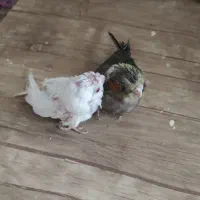 عروس طوسی ابلغ سرلاکی|پرنده|تبریز, |دیوار