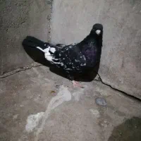 6تا کبوتر ماده|پرنده|مسجد سلیمان, |دیوار