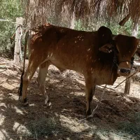 نرگاو محلی دندانی